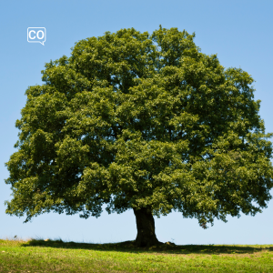  De boom: De boom (Nederlands)