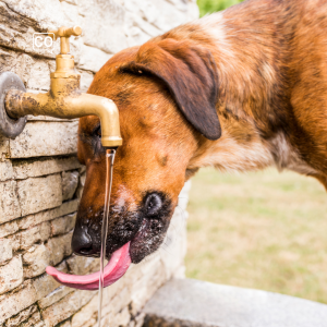  De dorst: De dorst (Nederlands)