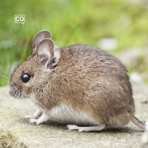  De muis: De muis (Nederlands)