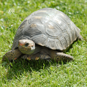  De schildpad: De schildpad (Nederlands)