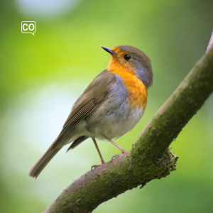  De vogel: De vogel (Nederlands)