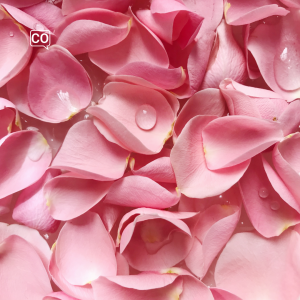  Roze: Roze (Nederlands)